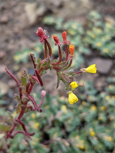 Camissoniopsis intermedia, photographed by Trevor Van Loon