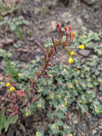 Camissoniopsis intermedia, photographed by Trevor Van Loon