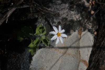 Lidbeckia quinqueloba, photographed by Tony Rebelo