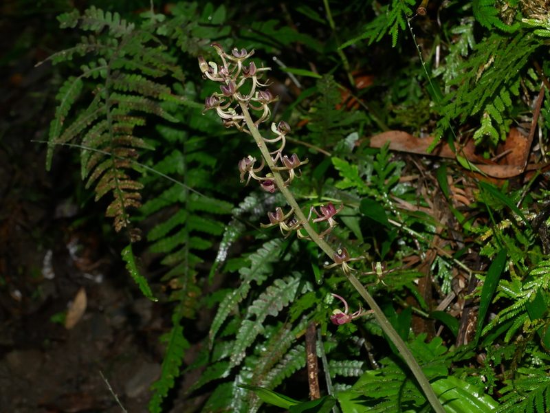 Liparis formosana, photographed by Jacy Chen