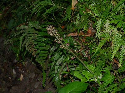 Liparis formosana, photographed by Jacy Chen
