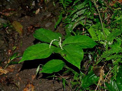 Chloranthus oldhamii, photographed by Jacy Chen