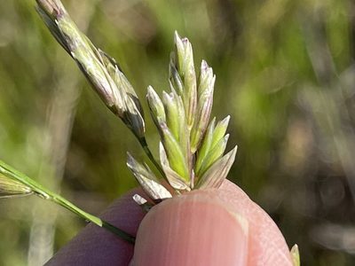 Melica californica, photographed by Dee Shea Himes