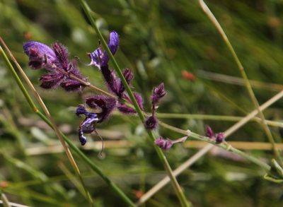 Salvia albicaulis, photographed by Tony Rebelo