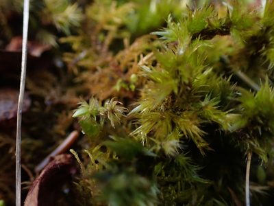 Tomentypnum nitens, photographed by Mary Krieger