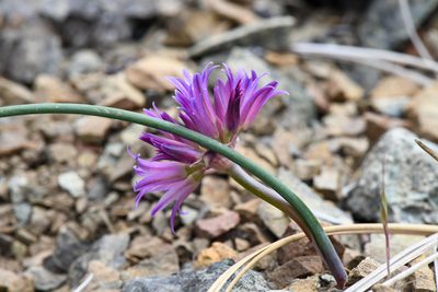 Allium sharsmithiae, photographed by Trevor Van Loon