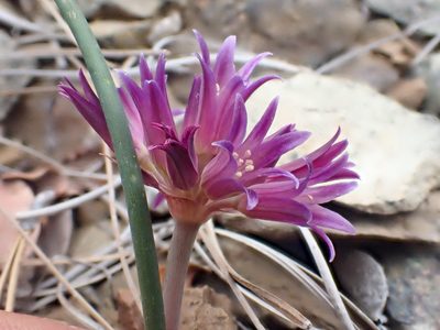 Allium sharsmithiae, photographed by Trevor Van Loon