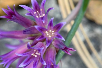Allium sharsmithiae, photographed by Trevor Van Loon