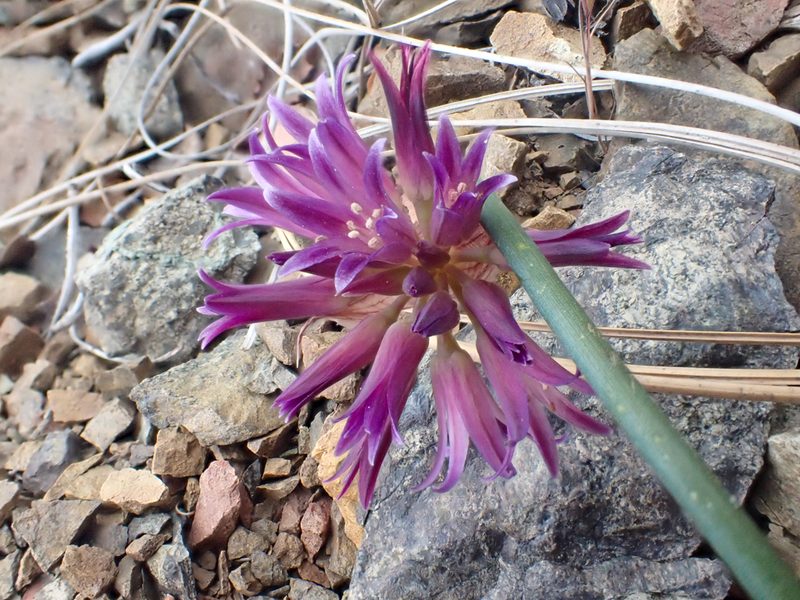 Allium sharsmithiae, photographed by Trevor Van Loon