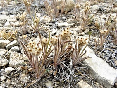 Plantago helleri, photographed by Annika Lindqvist