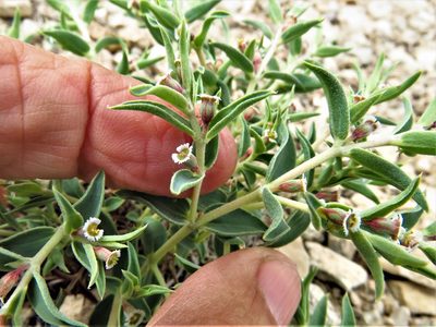 Euphorbia acuta, photographed by Annika Lindqvist