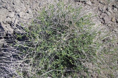 Acleisanthes parvifolia, photographed by Eric Knight