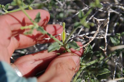 Acleisanthes parvifolia, photographed by Eric Knight