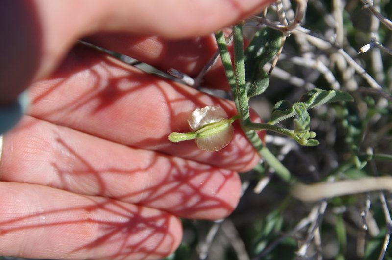 Acleisanthes parvifolia, photographed by Eric Knight