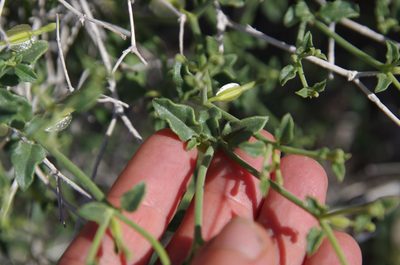 Acleisanthes parvifolia, photographed by Eric Knight