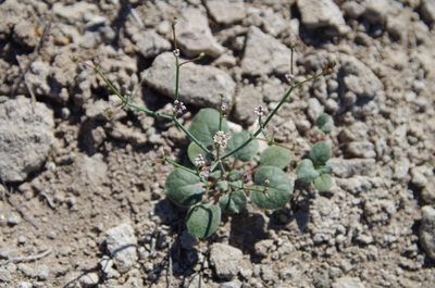 Eriogonum rotundifolium, photographed by Eric Knight