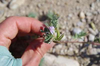 Astragalus emoryanus, photographed by Eric Knight