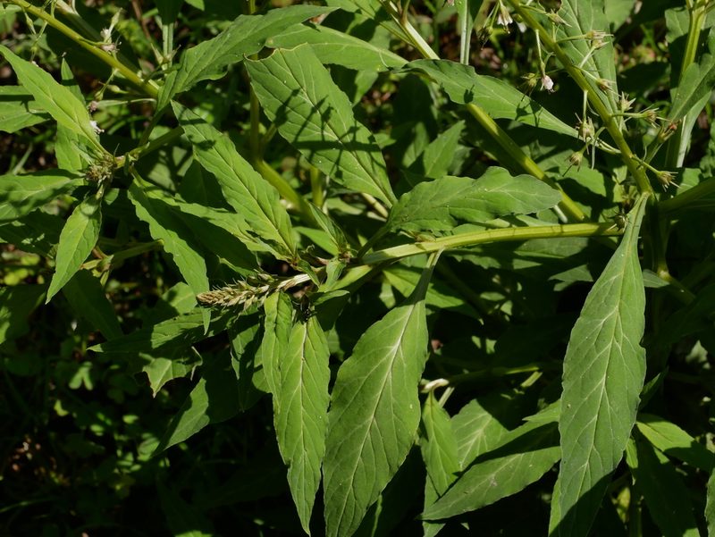 Lysimachia decurrens, photographed by Jacy Chen