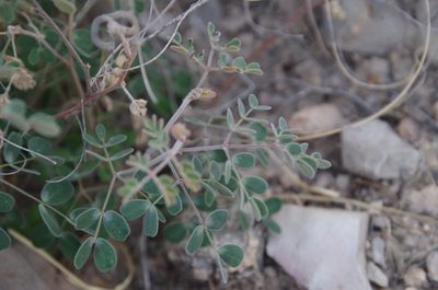 Pomaria melanosticta, photographed by Eric Knight