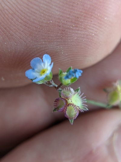 Mimophytum alienoides, photographed by Eric Knight