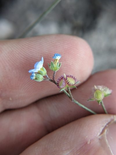 Mimophytum alienoides, photographed by Eric Knight