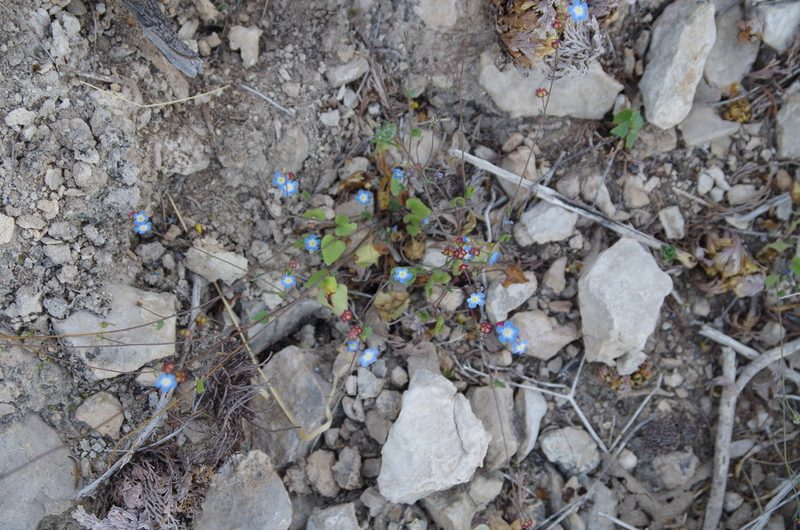 Mimophytum alienoides, photographed by Eric Knight