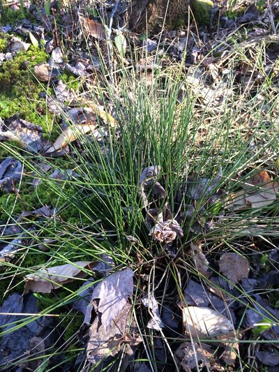 Juncus pylaei, photographed by Étienne Lacroix-Carignan