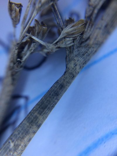 Juncus pylaei, photographed by Étienne Lacroix-Carignan