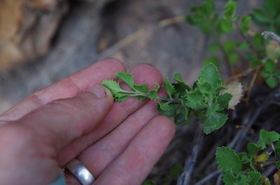Penstemon baccharifolius, photographed by Eric Knight