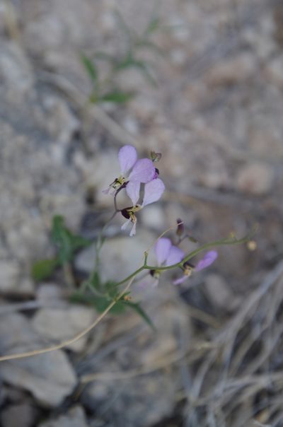 Streptanthus cutleri, photographed by Eric Knight