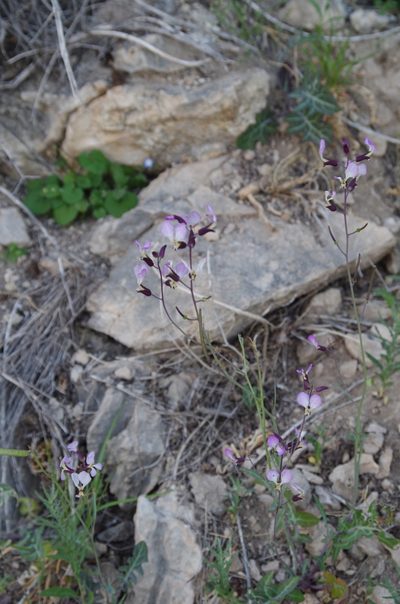 Streptanthus cutleri, photographed by Eric Knight