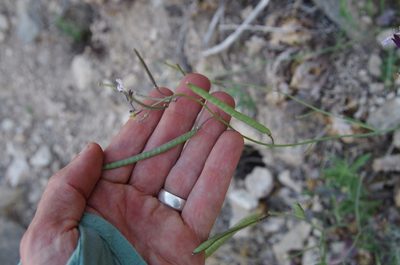Streptanthus cutleri, photographed by Eric Knight