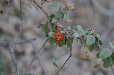 Buddleja marrubiifolia, photographed by Eric Knight