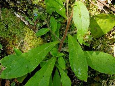 Thyrocarpus sampsonii, photographed by Jacy Chen