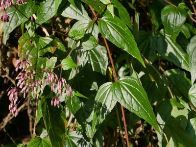 Eupatorium amabile, photographed by Jacy Chen