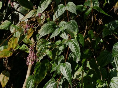 Eupatorium amabile, photographed by Jacy Chen