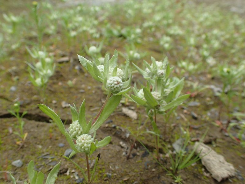 Psilocarphus elatior, photographed by Matt Bowser