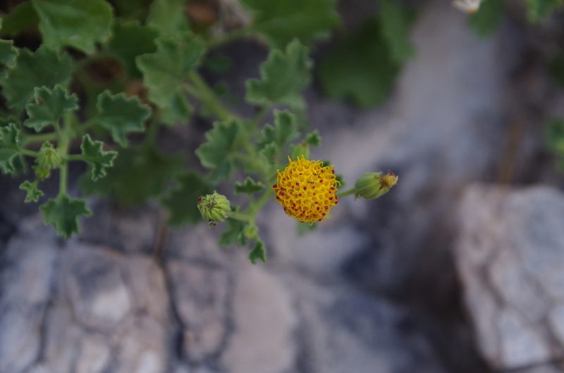 Perityle aglossa, photographed by Eric Knight