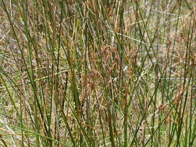 Machaerina articulata, photographed by Bruce Calvert