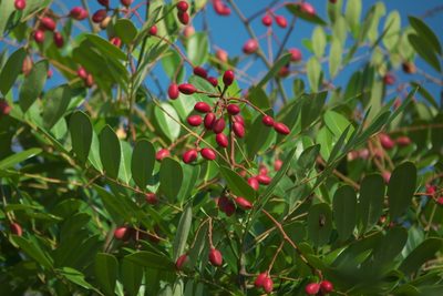 Simarouba glauca, photographed by Robert Webster