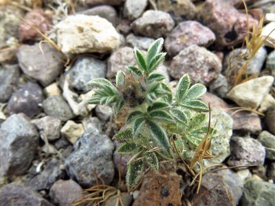 Dalea rubescens, photographed by Annika Lindqvist