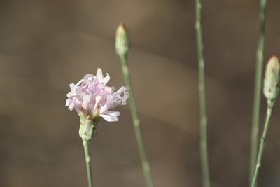 Pinaropappus roseus, photographed by Luis F. Ramírez