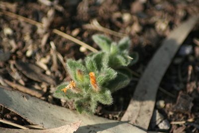 Turnera callosa, photographed by Luis F. Ramírez