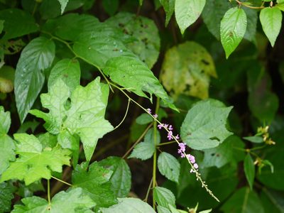 Pleurolobus gangeticus, photographed by Dinesh Valke