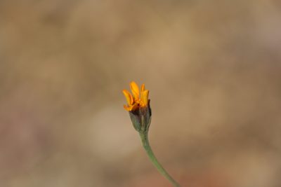Dyssodia tagetiflora, photographed by Luis F. Ramírez