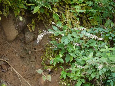 Sohmaea laxiflora, photographed by Dinesh Valke