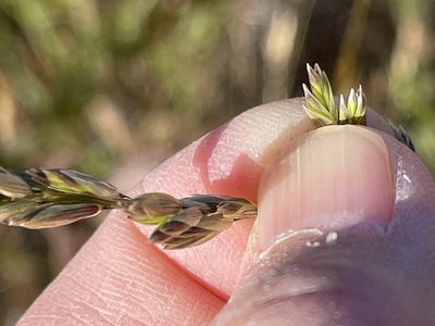 Melica californica, photographed by Dee Shea Himes