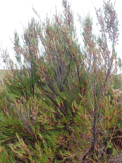 Dracophyllum scoparium, photographed by Peter de Lange