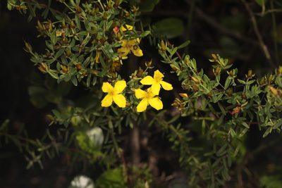 Hypericum microsepalum