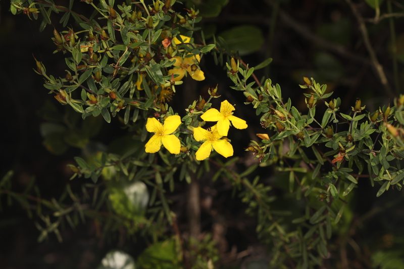 Hypericum microsepalum, photographed by Judy Gallagher